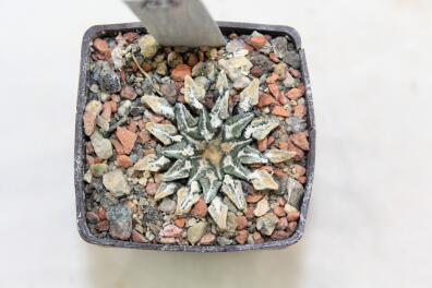 Ariocarpus kotschoubeyanus Huizache