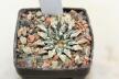 Ariocarpus kotschoubeyanus Huizache (2)