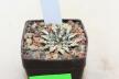 Ariocarpus kotschoubeyanus Huizache (3)