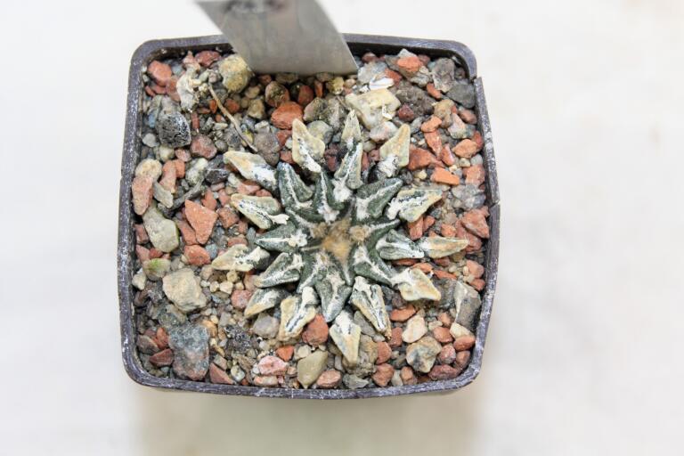 Ariocarpus kotschoubeyanus Huizache