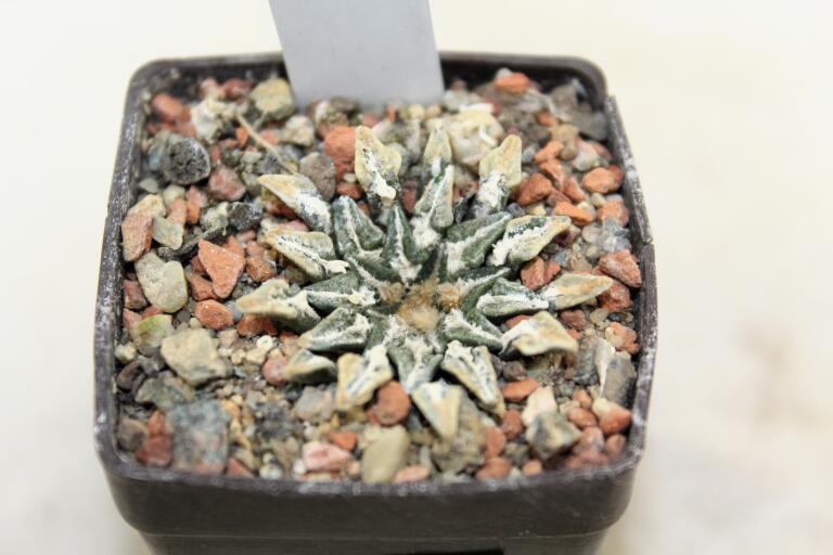 Ariocarpus kotschoubeyanus Huizache (2)