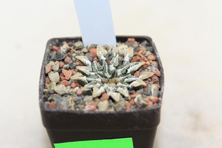 Ariocarpus kotschoubeyanus Huizache (3)