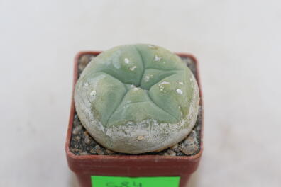 Lophophora diffusa 