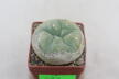 Lophophora diffusa 