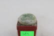 Lophophora diffusa  (2)