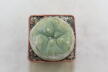 Lophophora diffusa  (3)