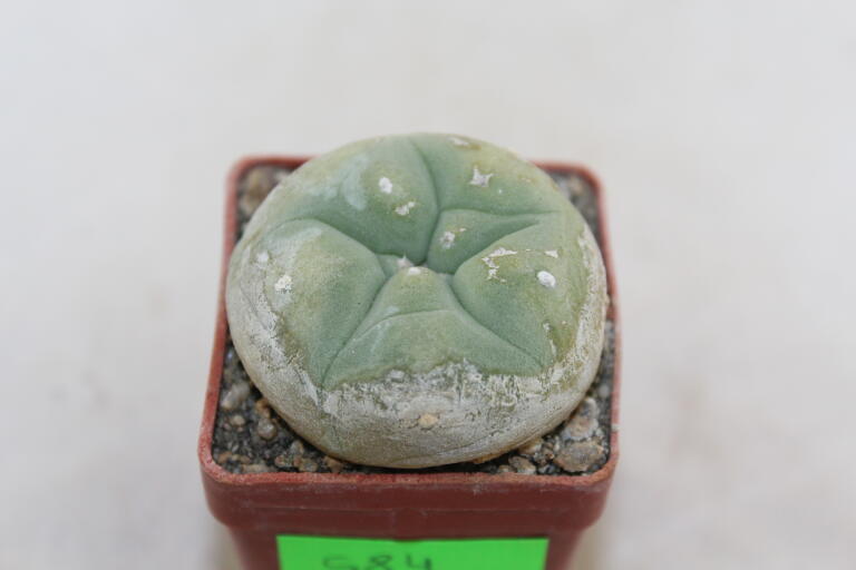 Lophophora diffusa  (1)