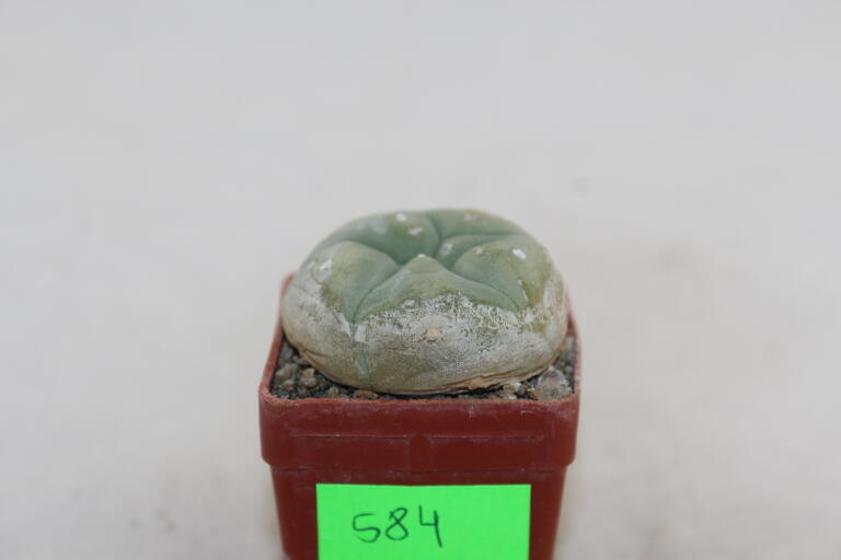 Lophophora diffusa  (2)