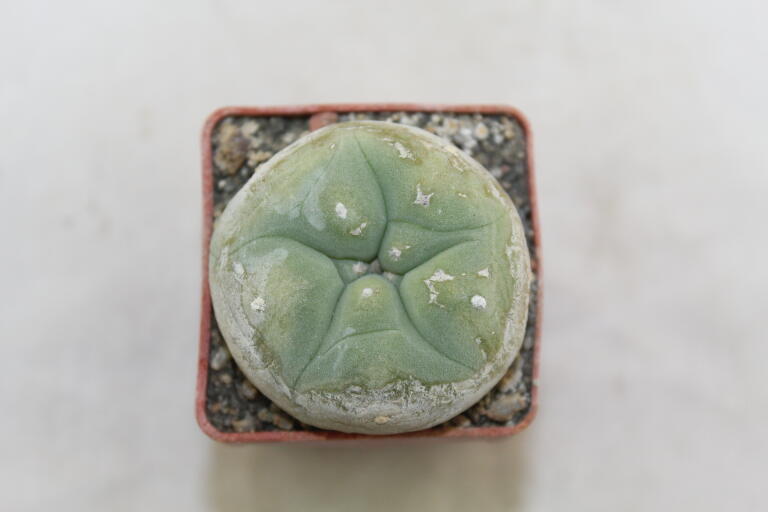 Lophophora diffusa  (3)
