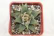 Ariocarpus trigonus var horacekii