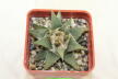 Ariocarpus trigonus var horacekii (2)