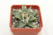 Ariocarpus trigonus var horacekii (3)