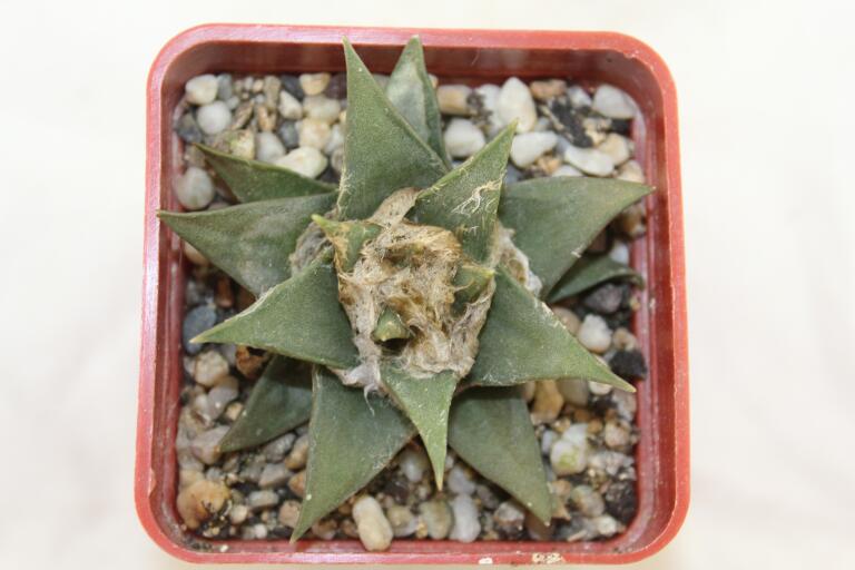 Ariocarpus trigonus var horacekii (1)