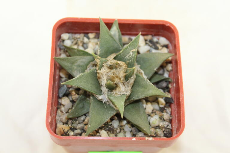 Ariocarpus trigonus var horacekii (2)
