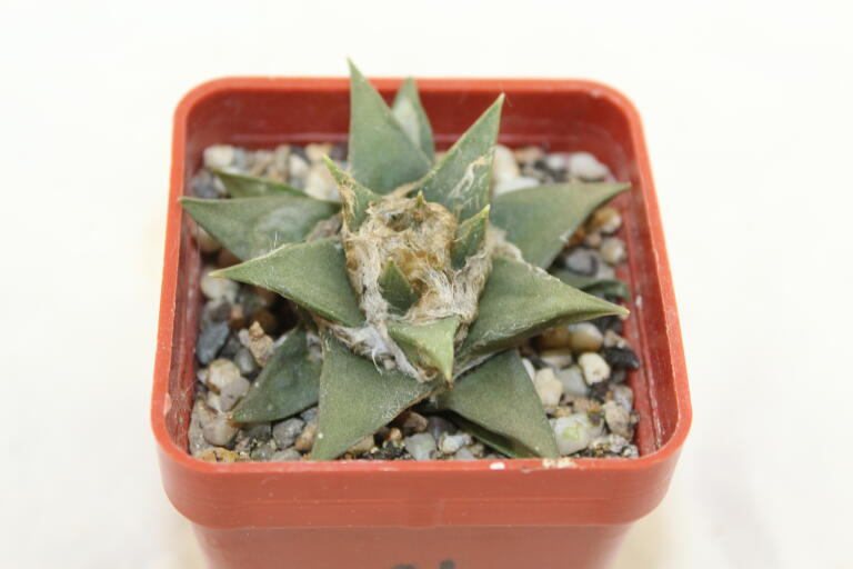 Ariocarpus trigonus var horacekii (3)