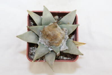 Ariocarpus retusus