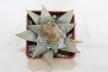 Ariocarpus retusus