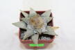 Ariocarpus retusus (2)