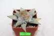 Ariocarpus retusus (3)