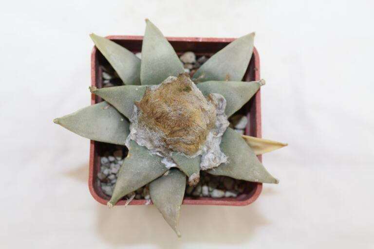 Ariocarpus retusus (1)