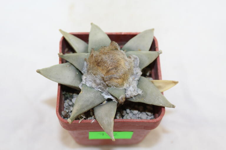 Ariocarpus retusus (2)