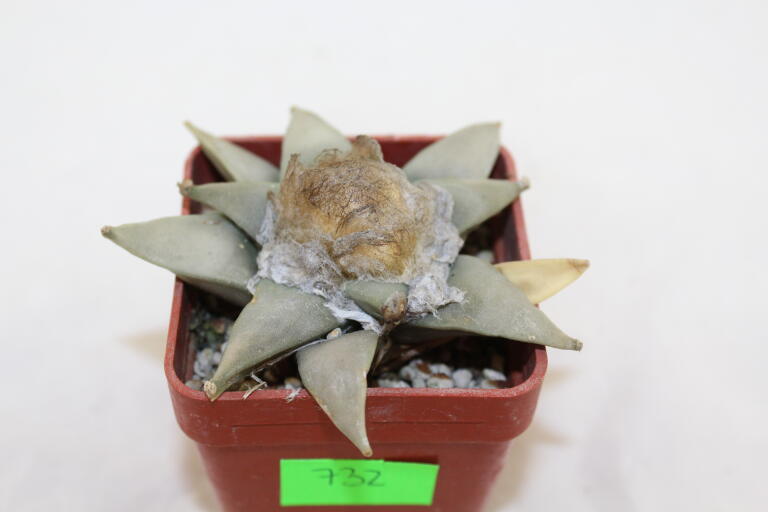 Ariocarpus retusus (3)
