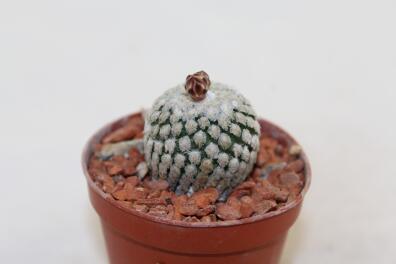 Turbinicarpus valdezianus albiflorus 