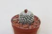 Turbinicarpus valdezianus albiflorus 