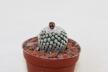 Turbinicarpus valdezianus albiflorus  (2)