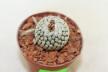 Turbinicarpus valdezianus albiflorus  (3)