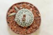 Turbinicarpus valdezianus albiflorus  (4)