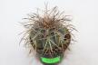 Gymnocalycium spegazzinii DJF 248