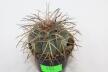 Gymnocalycium spegazzinii DJF 248 (2)
