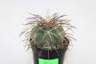Gymnocalycium spegazzinii DJF 248 (3)