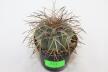 Gymnocalycium spegazzinii DJF 248 (4)