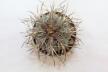 Gymnocalycium spegazzinii DJF 248 (5)