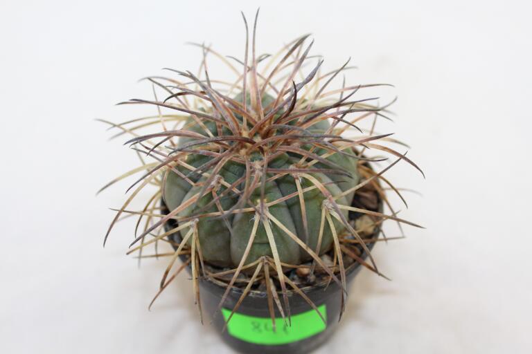 Gymnocalycium spegazzinii DJF 248