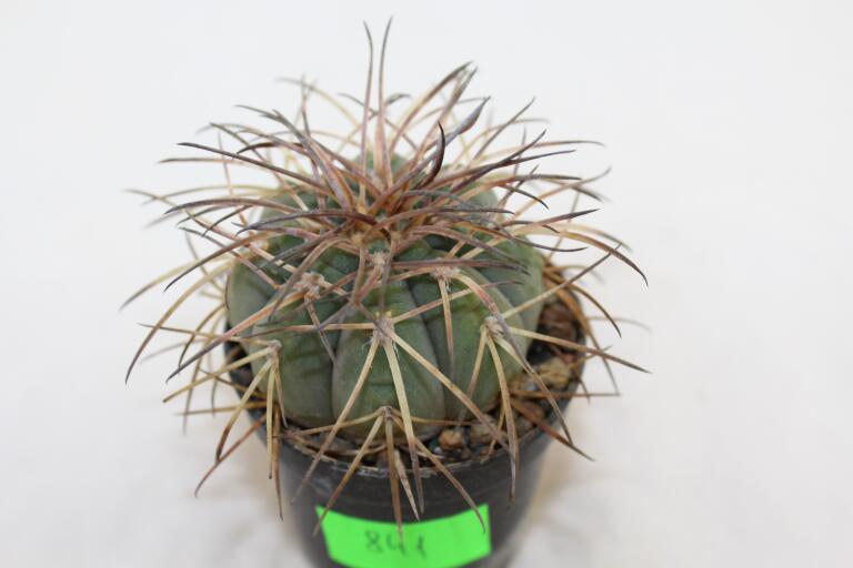 Gymnocalycium spegazzinii DJF 248 (2)