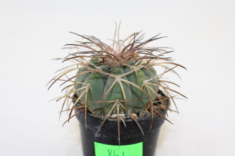Gymnocalycium spegazzinii DJF 248 (3)