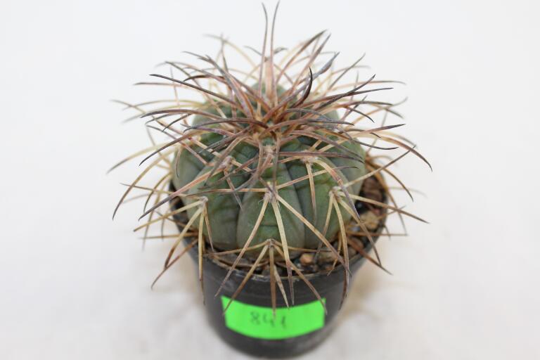 Gymnocalycium spegazzinii DJF 248 (4)