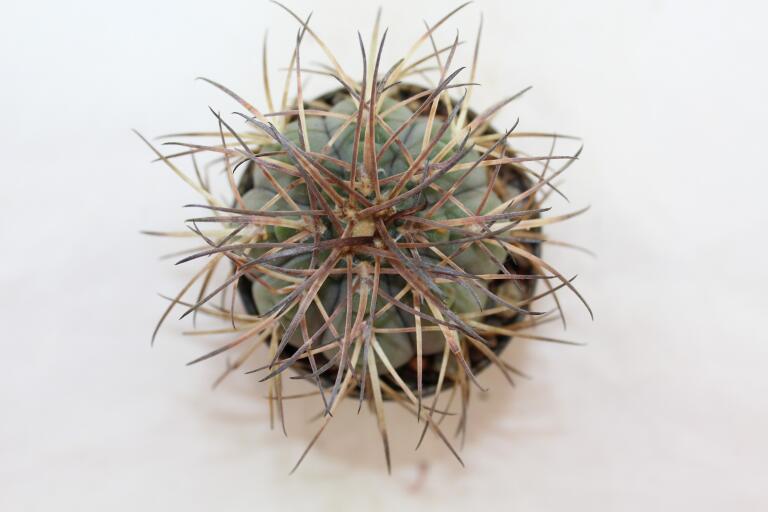 Gymnocalycium spegazzinii DJF 248 (5)