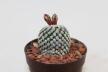 Turbinicarpus valdezianus albiflorus 