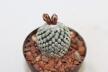 Turbinicarpus valdezianus albiflorus  (2)