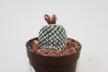 Turbinicarpus valdezianus albiflorus  (3)