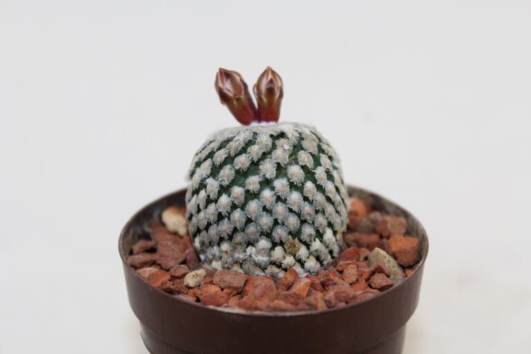 Turbinicarpus valdezianus albiflorus 