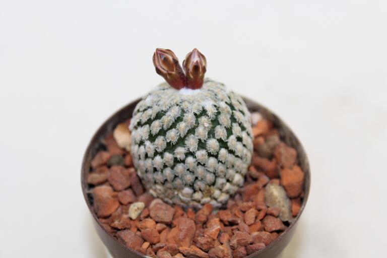Turbinicarpus valdezianus albiflorus  (2)