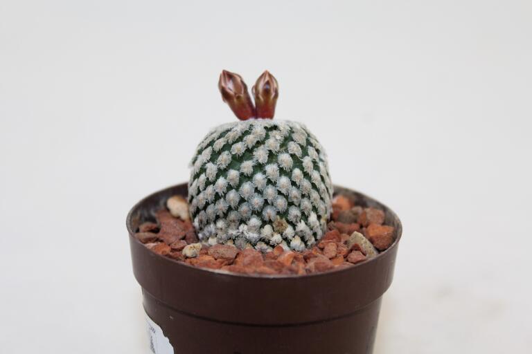 Turbinicarpus valdezianus albiflorus  (3)