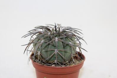 Gymnocalycium spegazzinii v major
