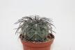 Gymnocalycium spegazzinii v major