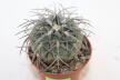 Gymnocalycium spegazzinii v major (2)